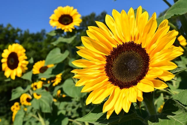 sunflower-1627193_640