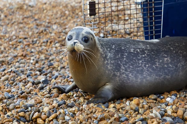 Dolly the seal From rescue in Margate to rehab and