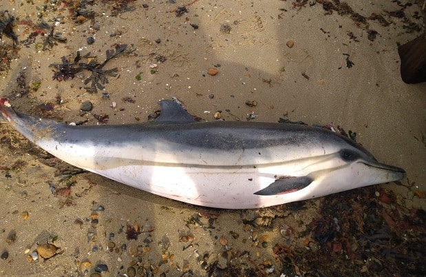 dolphin2