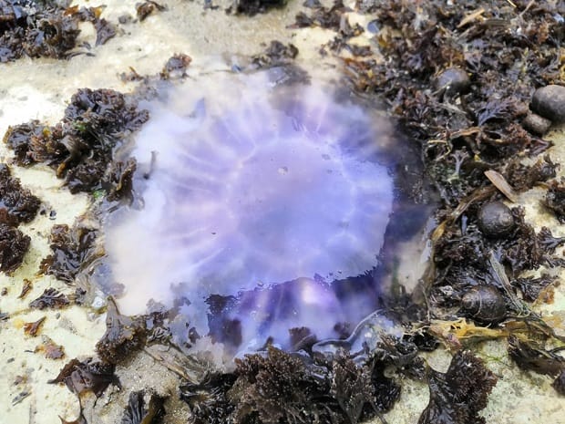 jellynm1