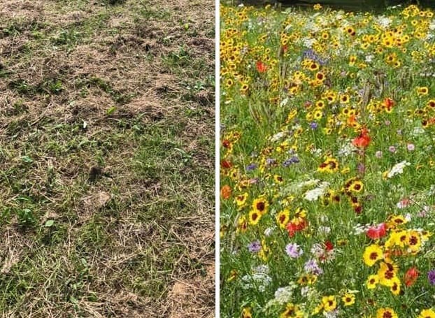 wildflower