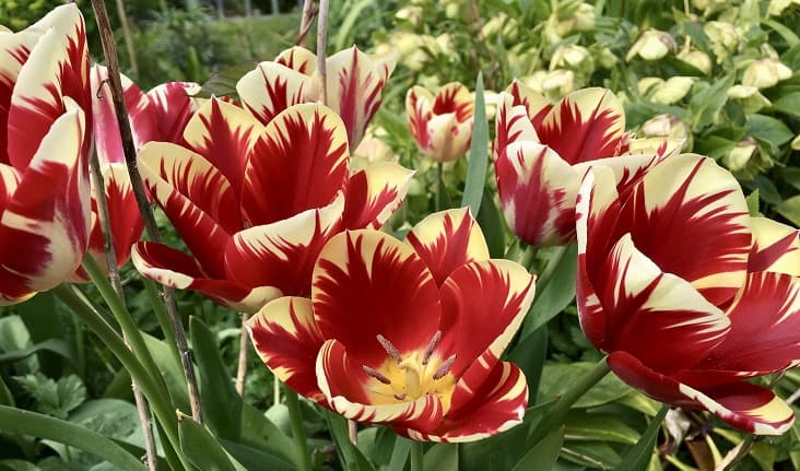 Brightly coloured tulips